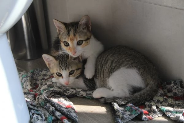 Regalo gattini | Foto 3