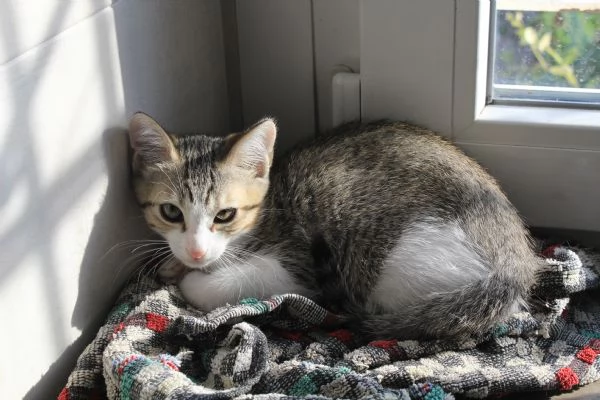Regalo gattini | Foto 1
