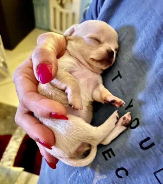 ottimi cuccioli di chihuahua regalo gratuito per la tua famiglia non siamo allevatori siamo una fam