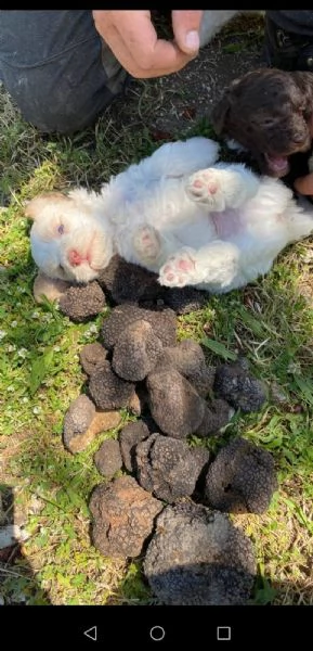 bellissimi cuccioli di lagotto romagnolo con pedigree | Foto 2