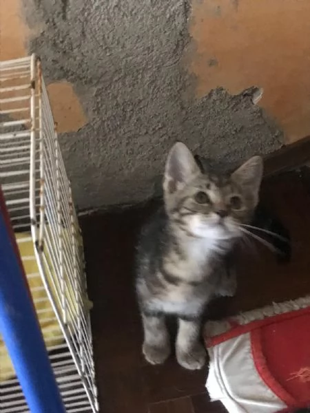 COCCOLINO cercano casa | Foto 4