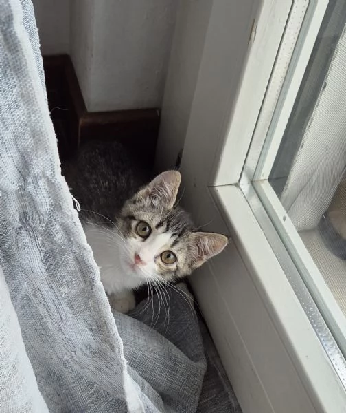 MINAPINA sono due micine e  CERCANO CASA | Foto 0