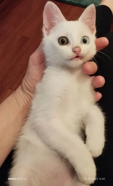 Chiodino gattino bianco cerca casa | Foto 0