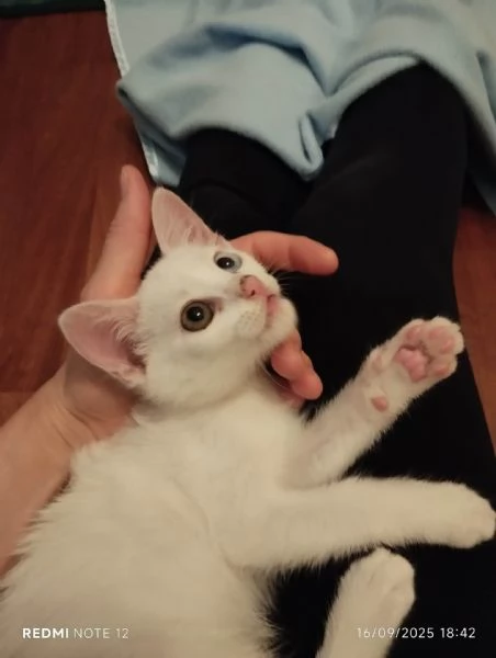 Chiodino gattino bianco cerca casa