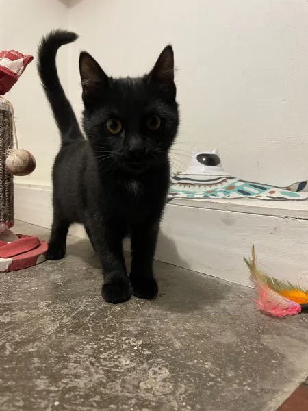 MADAME Cucciolina di 3mesi e mezzo cerca casa