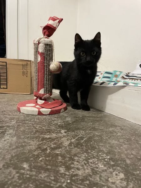 MADAME Cucciolina di 3mesi e mezzo cerca casa | Foto 6