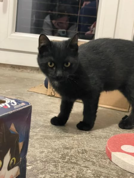 MADAME Cucciolina di 3mesi e mezzo cerca casa | Foto 4