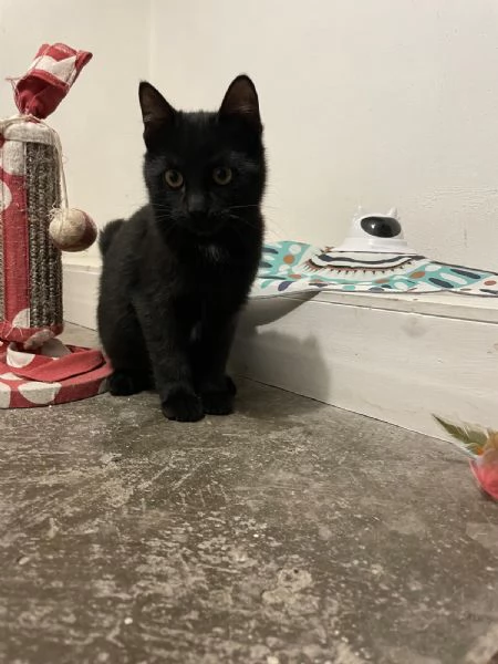 MADAME Cucciolina di 3mesi e mezzo cerca casa | Foto 3