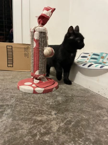 MADAME Cucciolina di 3mesi e mezzo cerca casa | Foto 2