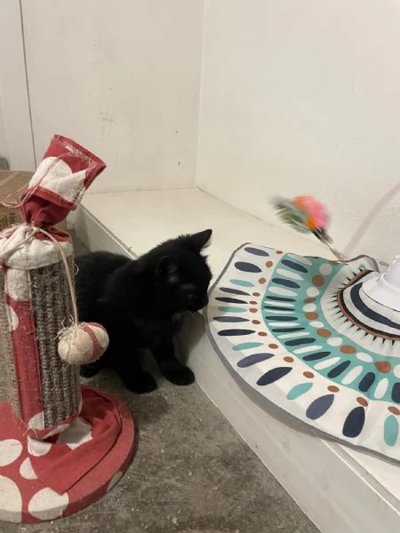 MADAME Cucciolina di 3mesi e mezzo cerca casa | Foto 0