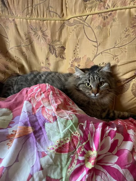 Frittella dolcissima micina cerca casa