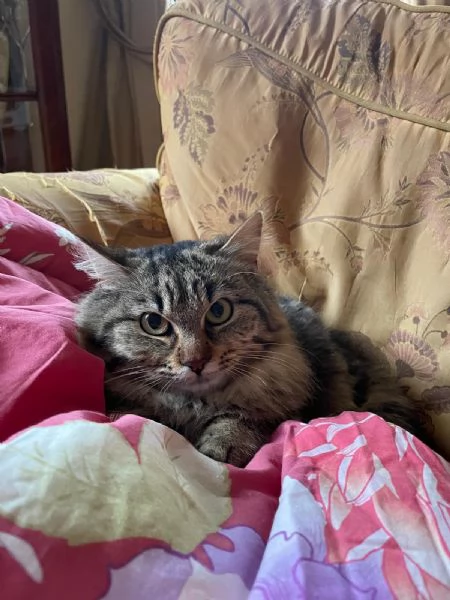 Frittella dolcissima micina cerca casa | Foto 2