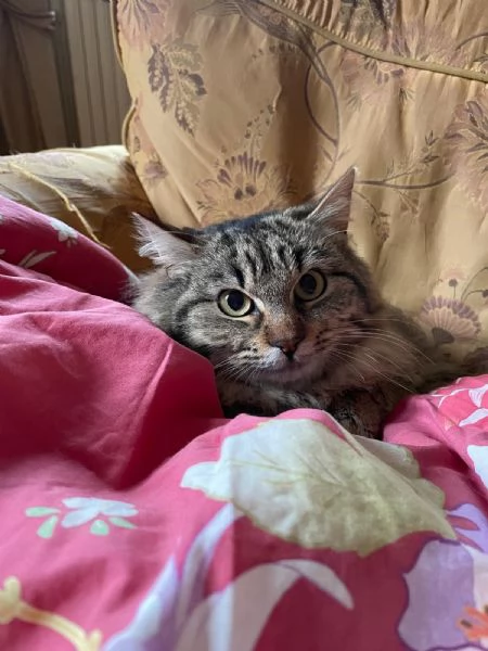 Frittella dolcissima micina cerca casa | Foto 1