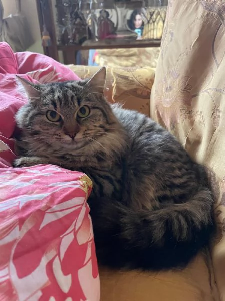 Frittella dolcissima micina cerca casa | Foto 0