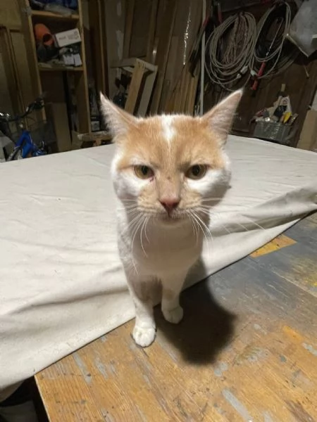 ZEN E ICE MICIONI ADOZIONE DEL CUORE | Foto 6