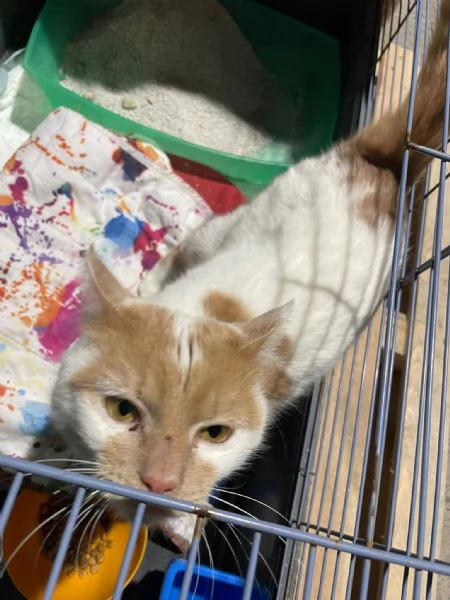 ZEN E ICE MICIONI ADOZIONE DEL CUORE | Foto 5