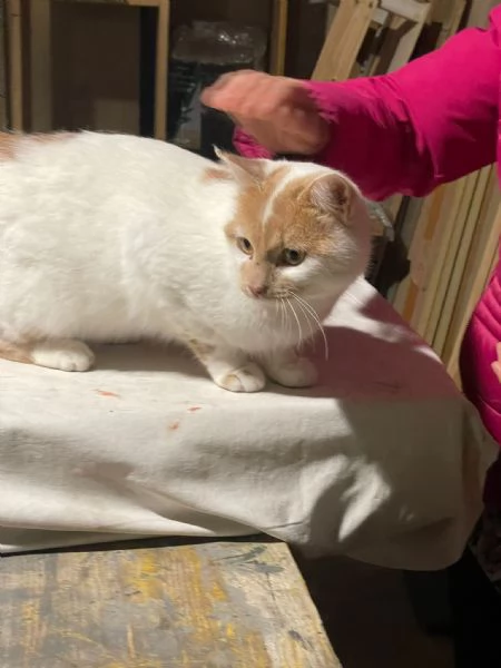 ZEN E ICE MICIONI ADOZIONE DEL CUORE | Foto 4