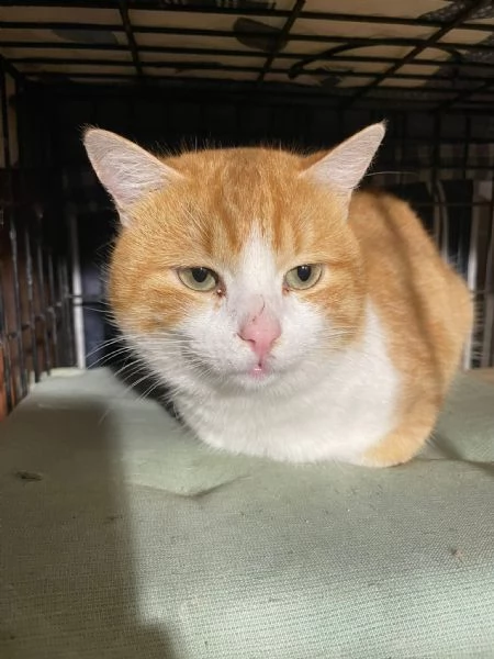 ZEN E ICE MICIONI ADOZIONE DEL CUORE | Foto 3