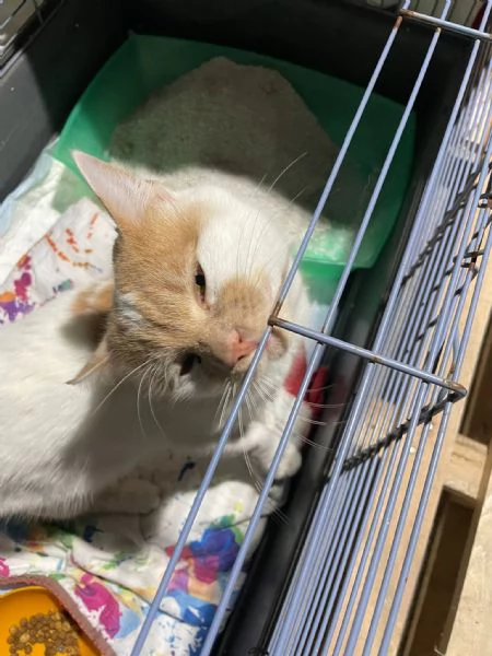 ZEN E ICE MICIONI ADOZIONE DEL CUORE | Foto 2