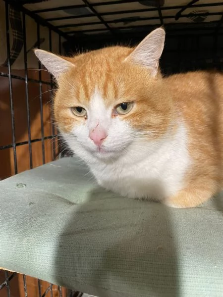 ZEN E ICE MICIONI ADOZIONE DEL CUORE