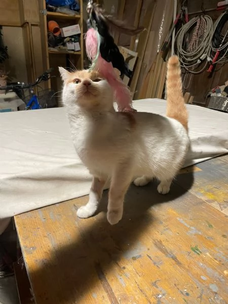 ZEN E ICE MICIONI ADOZIONE DEL CUORE | Foto 1