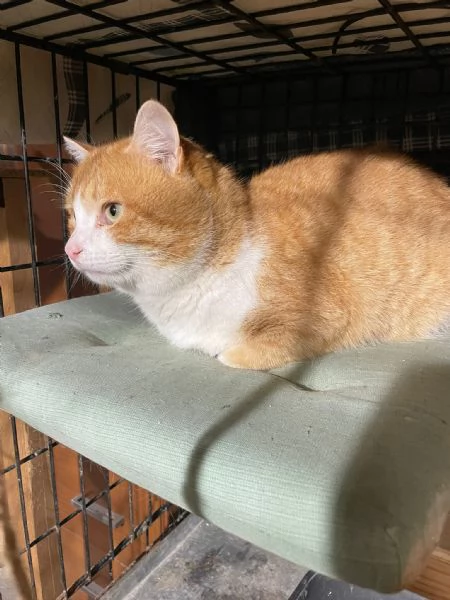 ZEN E ICE MICIONI ADOZIONE DEL CUORE | Foto 0