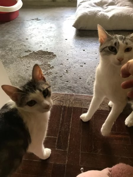 Viola e Ciambella bellissime micine cercano casa