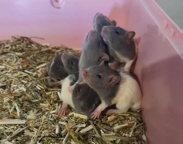 Fancy Rat  Topi da Compagnia | Foto 4