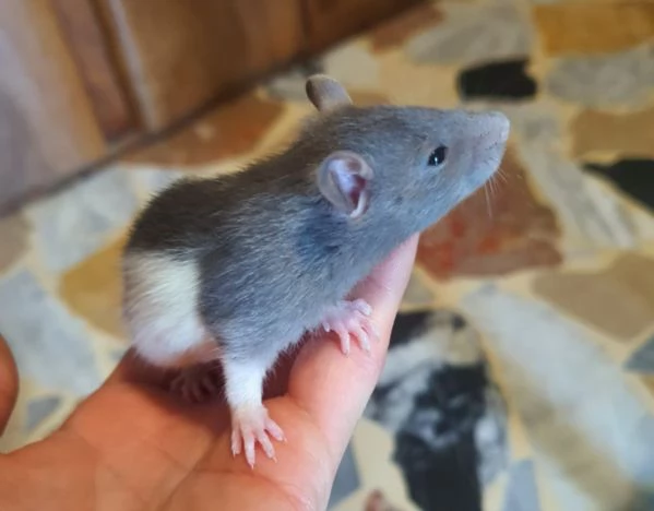 Fancy Rat  Topi da Compagnia