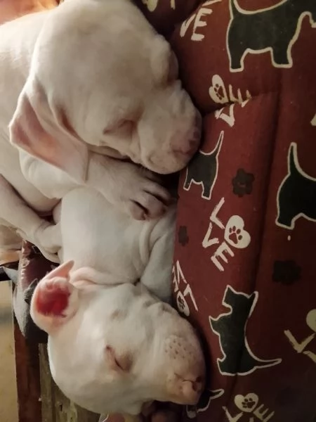 Amstaff cuccioli  | Foto 4