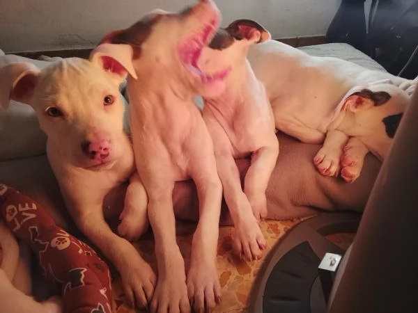 Amstaff cuccioli  | Foto 2