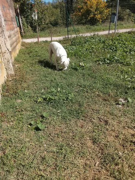 Amstaff cuccioli  | Foto 1