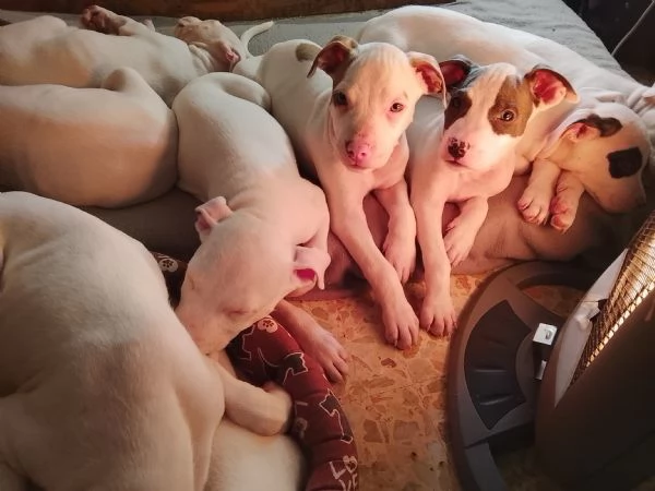 Amstaff cuccioli  | Foto 0