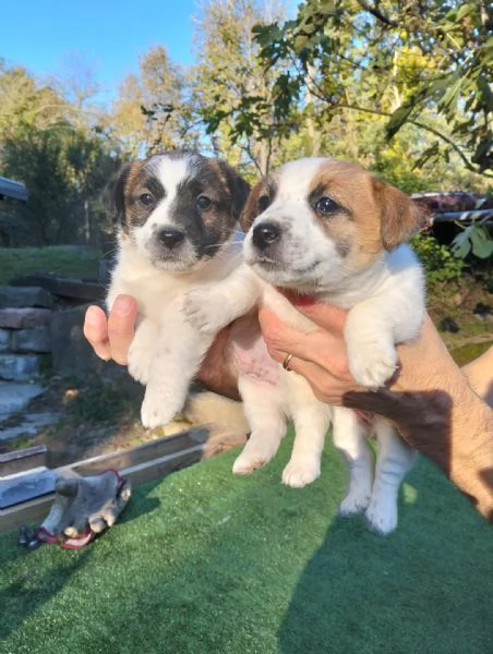 Cuccioli jack russel terrier