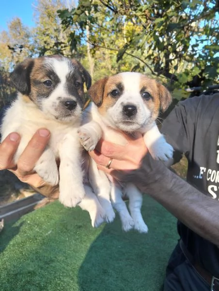 Cuccioli jack russel terrier | Foto 0