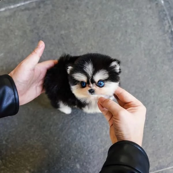 regalo cucciolo da volontario | Foto 0