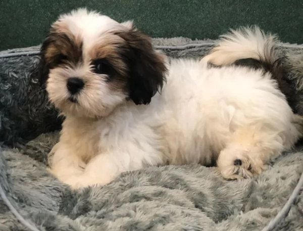 cuccioli lhasa apso a prezzi accessibili