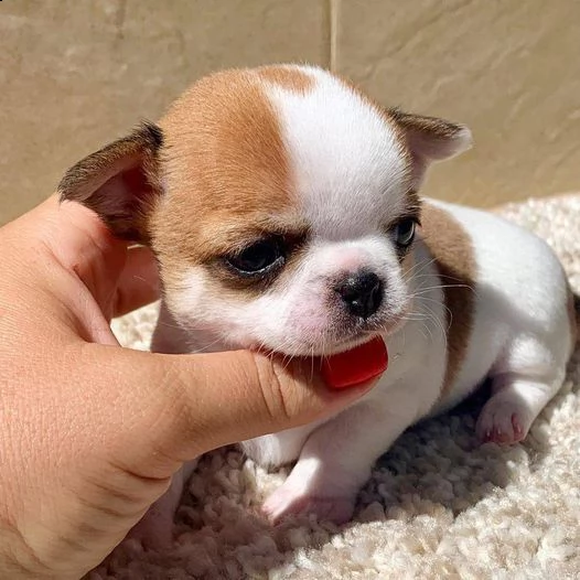 due cuccioli di chihuahua di prima classe disponibili per ladozione maschio e femmina questi splend
