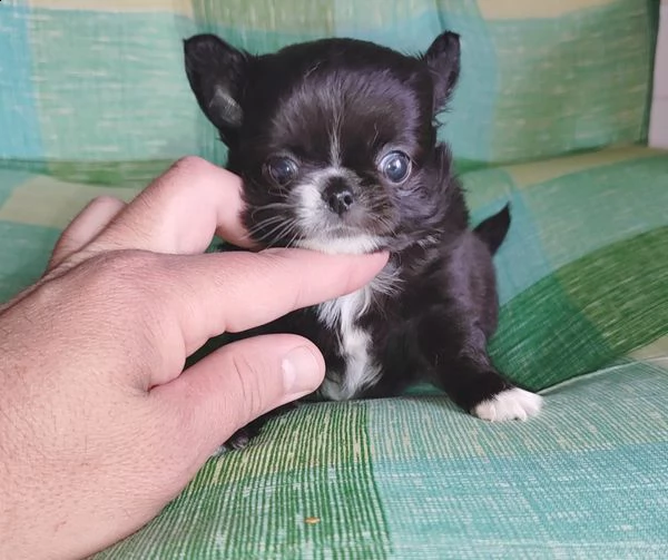 due cuccioli di chihuahua di razza pura maschi a pelo corto in blu fulvo e nero focato stanno cerc