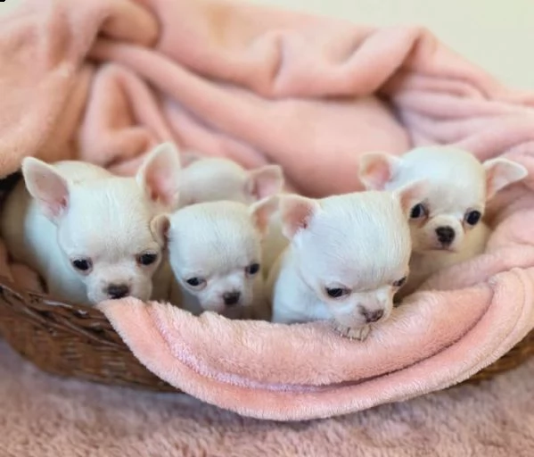 cuccioli di chihuahua maschi e femmine disponibili per una casa premurosa e amorevole   sono molto 