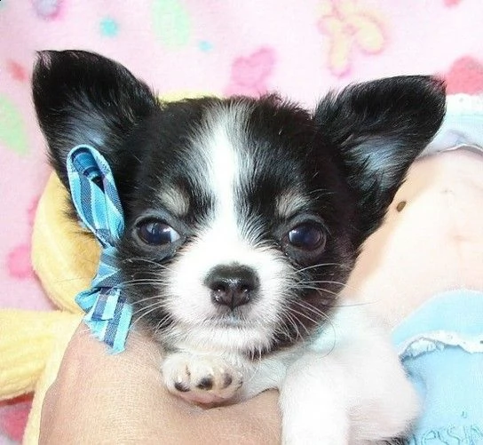 affascinante chihuahua maltese tcup disponibile per qualsiasi nuova famiglia offro due cuccioli di 