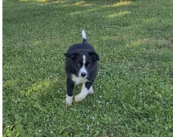 Cuccioli di Border Collie  | Foto 3
