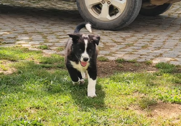Cuccioli di Border Collie  | Foto 2