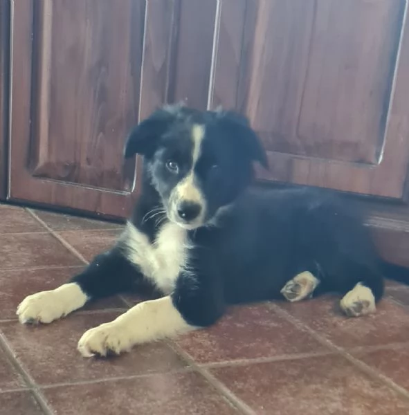 Cuccioli di Border Collie 