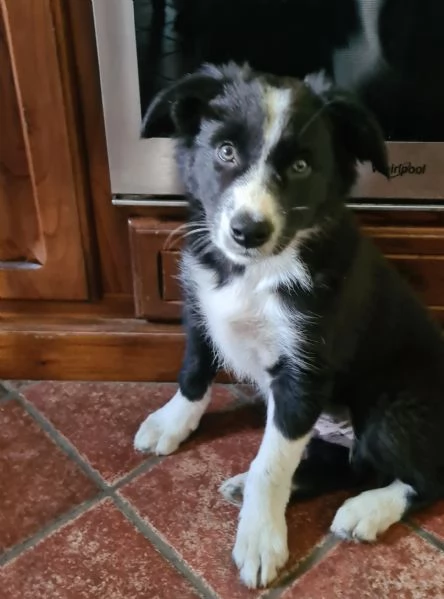 Cuccioli di Border Collie  | Foto 1