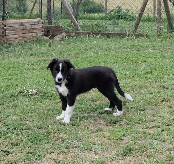 Cuccioli di Border Collie  | Foto 0