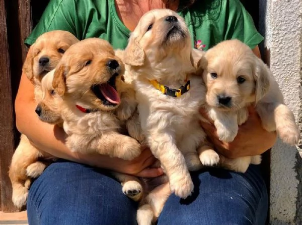 due cuccioli di golden retriever sani