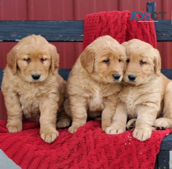 vendita cuccioli di golden retriever