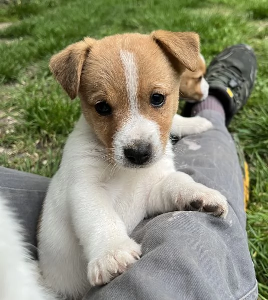 Cuccioli di jack russell terrier  | Foto 4