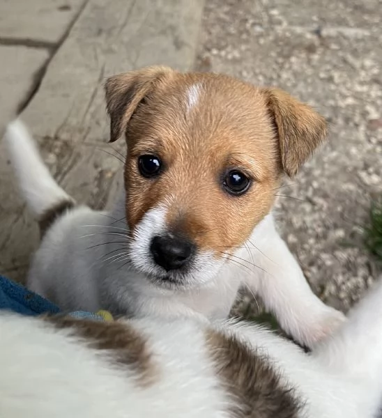 Cuccioli di jack russell terrier  | Foto 3